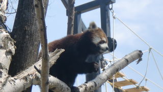 札幌円山動物園