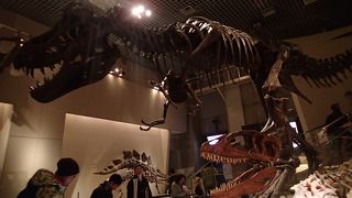 なんと子供は初めて来ました。恐竜怖がりだったので.