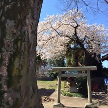 神社に咲く満開の桜