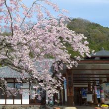 龍勢会館と桜