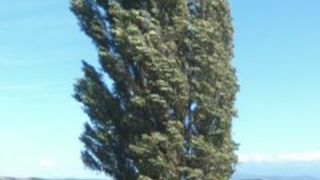 間近で見ると結構迫力があります