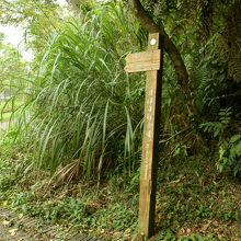 向山水社中心を過ぎたあたりから、林道っぽいサイクリングロード