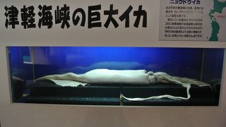 津軽海峡が目の前の水族館