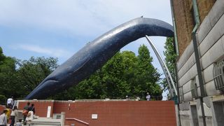 国立科学博物館