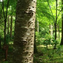 この奥にアジサイがいっぱい咲くはず