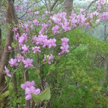 公園内のツツジ