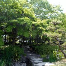 ひょうたん池入口の青もみじと松。秋の紅葉が楽しみ。