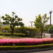 体育館出口、駐車場手前の植栽。皐月の帯が美しすぎる。