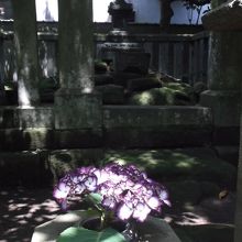 後ろ白いのは民家の建物壁