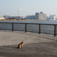 なぜか猫もいた。釣り人の魚目当てか？