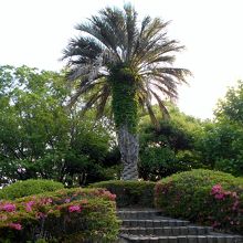 小高い丘にある椰子の木と皐月の花。