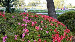 碧南市の花しょうぶまつりの時期は必見！