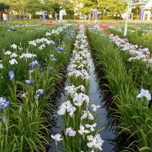 満開になったらすごいことになりそうな花しょうぶ園。