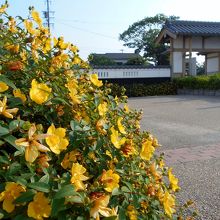 黄色い花が美しいキンシバイと陣屋の門。