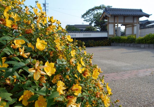 キンシバイが美しい碧南市民の憩いの場