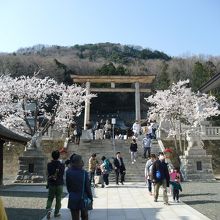 信夫山公園 桜祭り