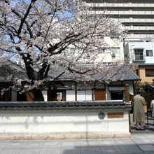 秋山兄弟生誕の地です。満開の桜がきれいです。