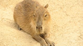 カピバラ目当て、カバもいる地獄