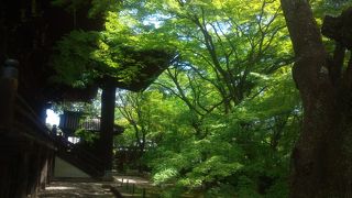 新緑もオススメ！