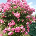 薔薇がきれいです