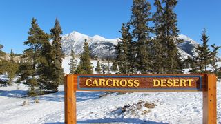 ホワイトホースから車で1時間のところにある “世界最小の砂漠”、砂丘の上から眺めが絶景です