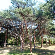 野外体験の森の松並木。三保の松原に行きたい…。