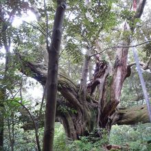 かなりな樹齢の大木がありました。