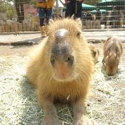 カピバラやミナミコアリクイに触れ合える動物園