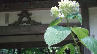 5月末・・紫陽花にはまだ早かった！！
