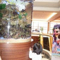 ロビー熱帯魚がいました