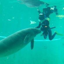 ジュゴンにえさをやっているところです。