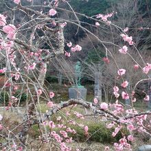 天下池越しの梅の花に彩られた松平親氏立像。