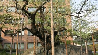 今年は花付きが悪かった