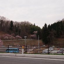 満開の時期は、早朝6時台から車が大渋滞!