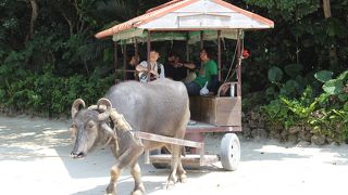 水牛はいいのですが、、、。