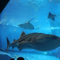 大迫力の大水槽