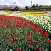 チューリップと桜