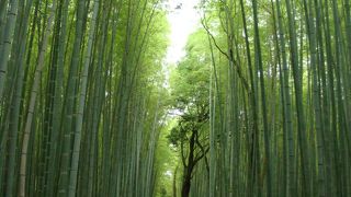 朝一番なら無人、10時過ぎると行列になります（嵯峨野・竹林）