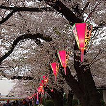 隅田公園桜まつり 