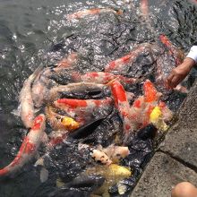 池にはおデブちゃんの鯉がいっぱい…