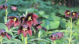 5月下旬～6月初めにかけてクロユリが咲き乱れる