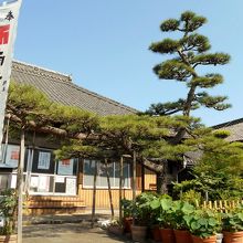 本堂手前の立派な枝ぶりの松。