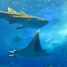 マンタとジンベイザメのニアミス