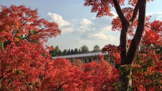 水景園の紅葉が見事！家族連れでのんびり自然を楽しめる