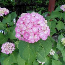 境内の片隅にひっそりと咲いていた紫陽花。