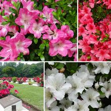 花の手入れが行き届いています