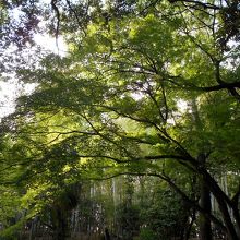 丘上駐車場付近の青もみじと竹林。紅葉期が楽しみです。