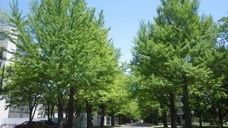 新緑のイチョウ