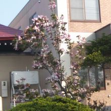 本堂脇ではモクレンの花も咲いていました