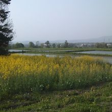 本堂向かいの菜の花畑の様子